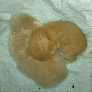 Meet your Posher, Cynthia